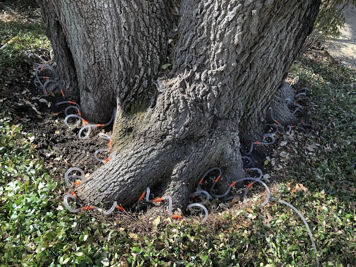 Detailed Tree Cabling and Bracing job site in Byers