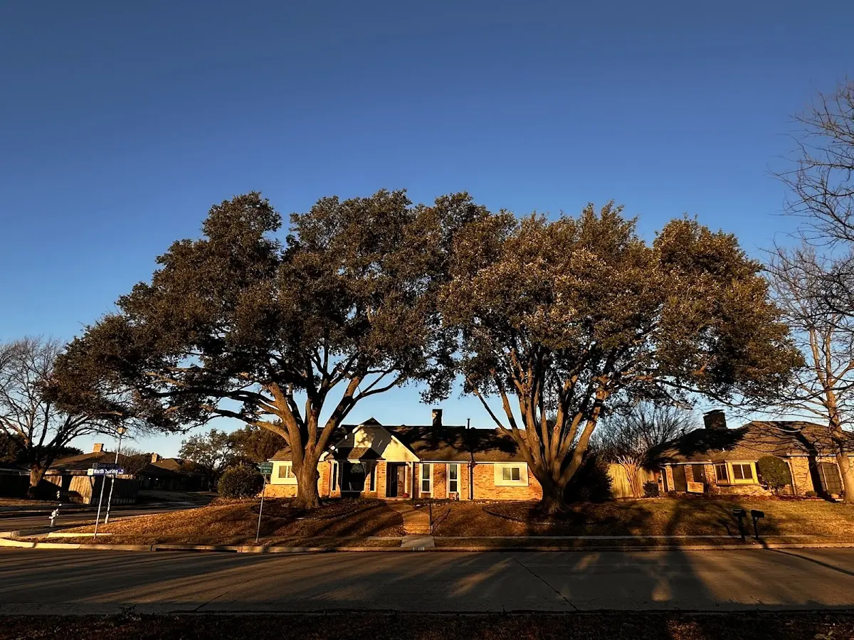 Established residential canopy tree shading a home in Byers