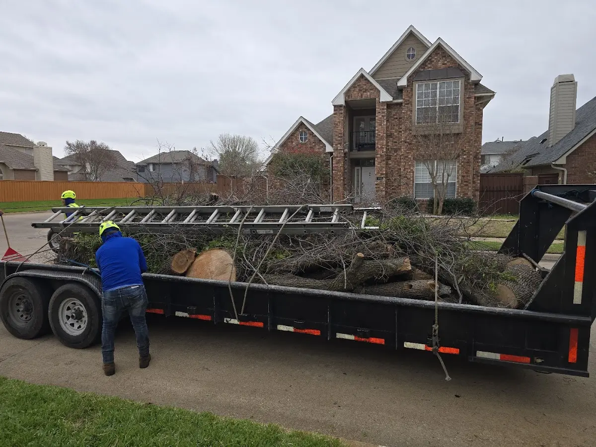 Expert Tree Pest Control with proper safety equipment in Byers